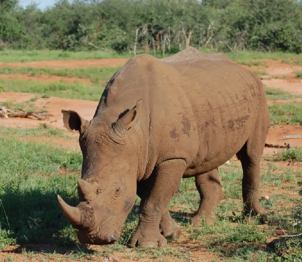 What an encounter with rhinoceros taught me about followership
